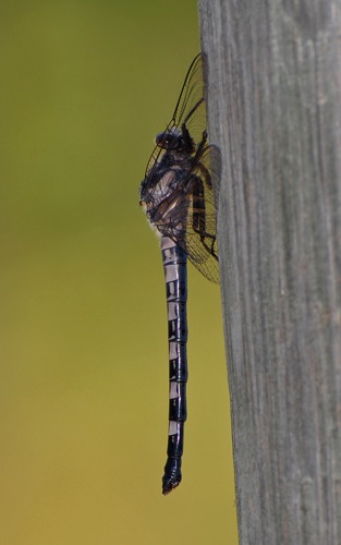 Female
11 April 2008  FL